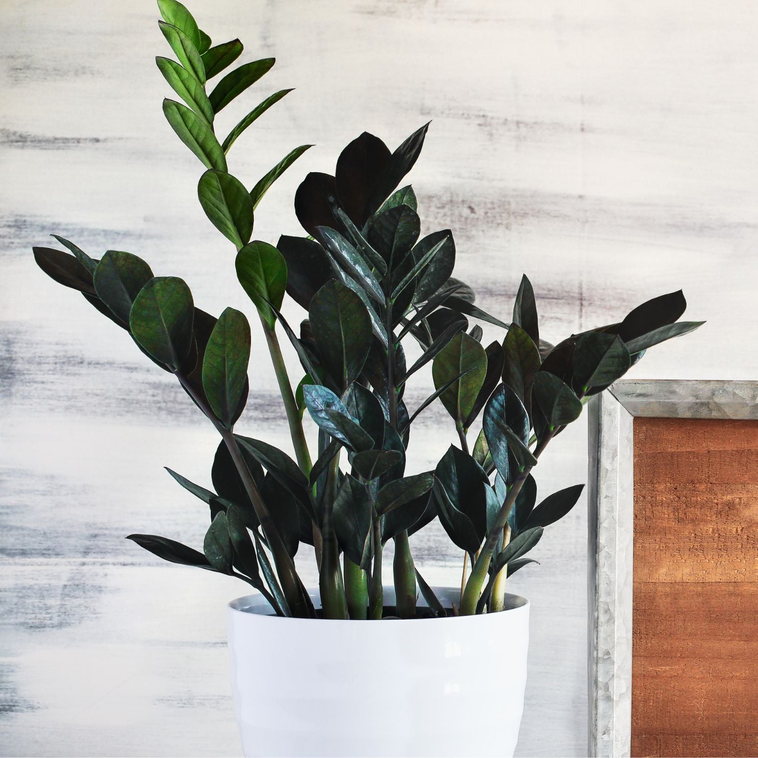 Rare Black ZZ Plant Sapling in a white pot.