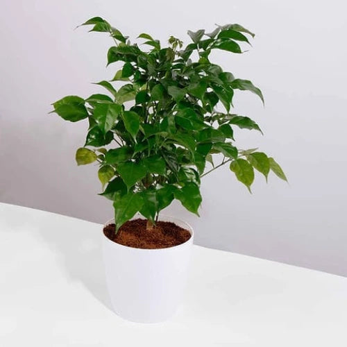 China Doll Plant Sapling