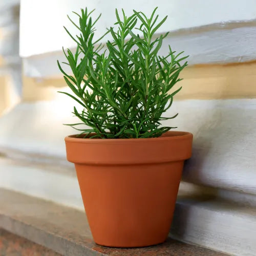 Rosemary plant sapling planted in a pot
