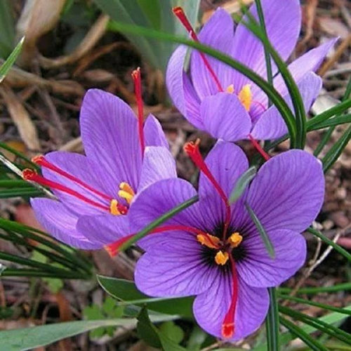 Saffron Crocus Bulb with beautiful flowers of purple colors.