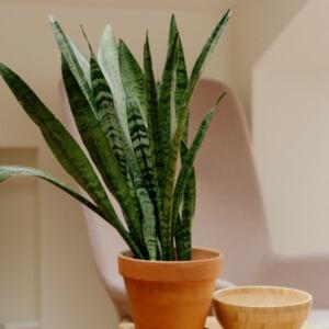 Snake plant sapling in a pot.