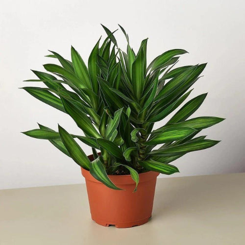 Song of Jamaica Plant Sapling