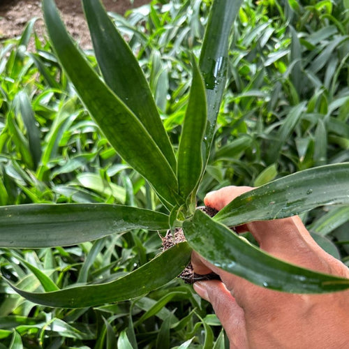 Hand holding the song of jamaica plant.
