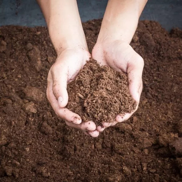 A hand holding finest Sphagnum Peat Moss with some Sphagnum Peat Moss in the background.