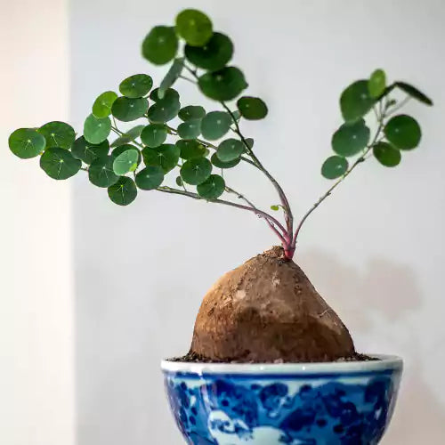 The Stephania erecta plant bulb
