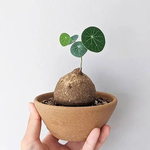 Stephania Erecta plant bulb in a pot.