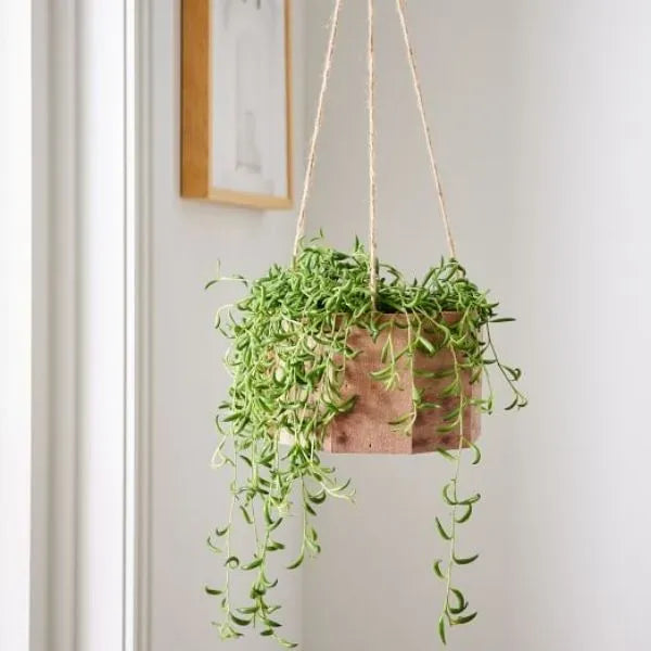 Image of a planter with strings
