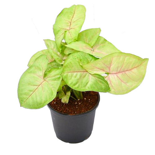 Syngonium plant sapling planted in a black pot