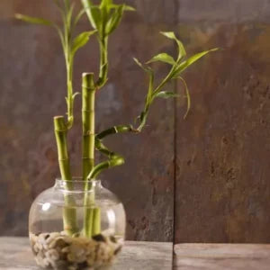 Image of a bamboo plant in a glass vase.