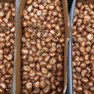 Bulbs of the tritonia plant