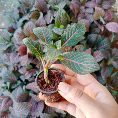 Fittonia Red Sapling is holding by hand