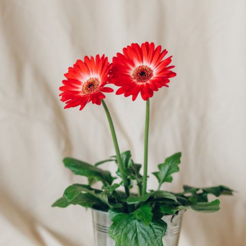 Gerbera Flower Sapling  with red flowers