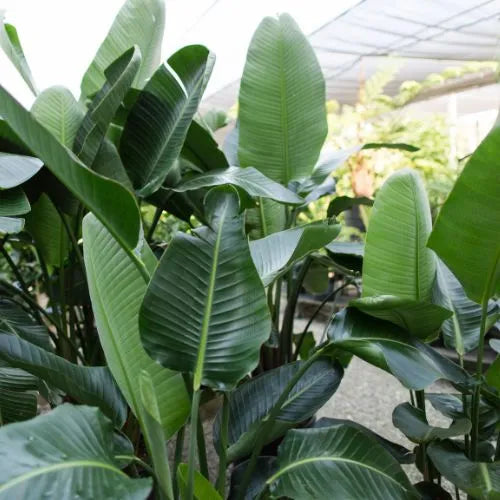 Multiple Bird of Paradise Plant Sapling