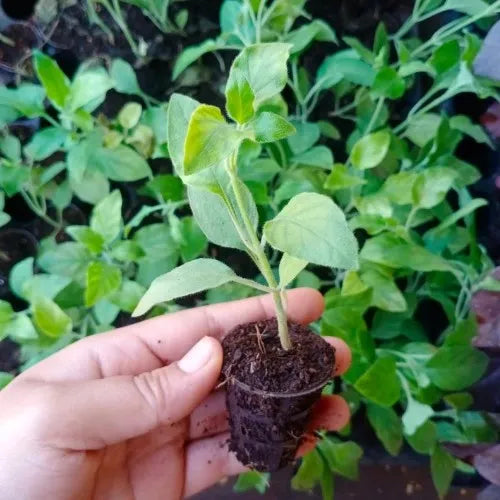Crossandra Plant Sapling holding by hand and multiple saplings of plants at back