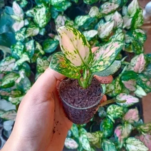 Aglaonema Pink Valentine Plant Sapling holding by hand