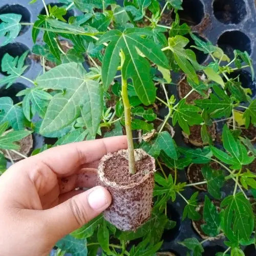 This is an image of a hand holding papaya sapling.