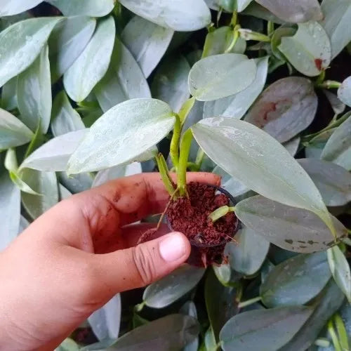 Close up Hand holding the Philodendron Silver Sword Hastatum Plant Sapling in a pot.