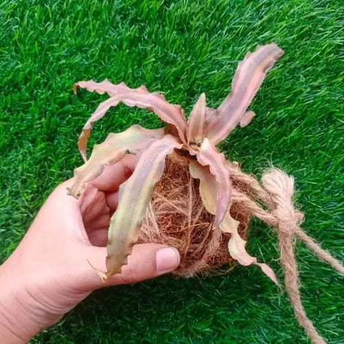 Earth Star Kokedama holding by hand