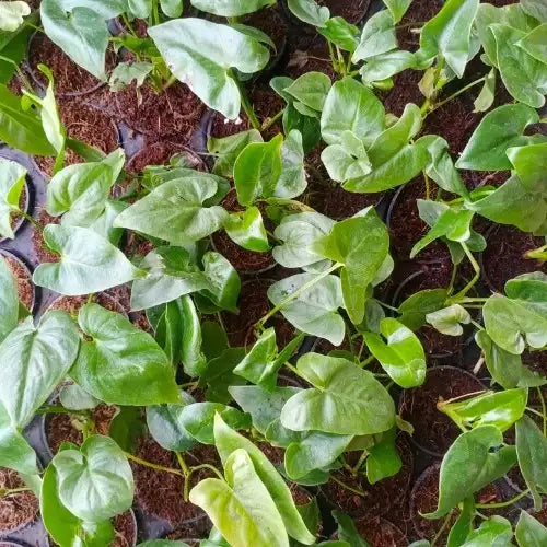 Multiple saplings of Philodendron Heart leaf Plant sapling in a pot.