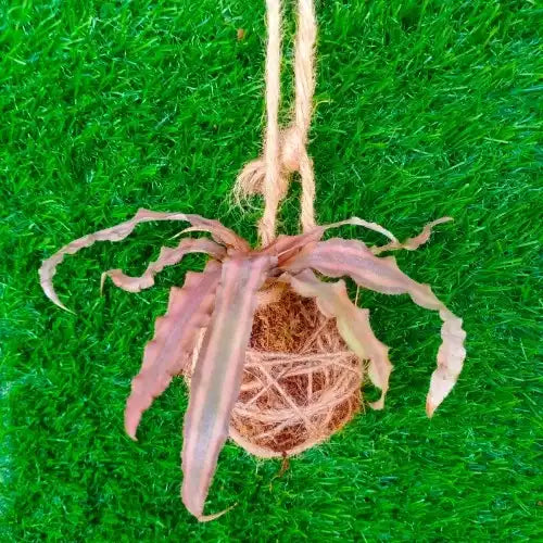 Earth Star Kokedama