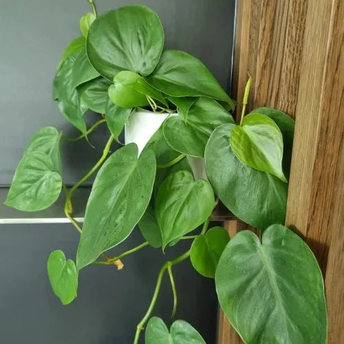 Philodendron Heart leaf Plant sapling in a pot.