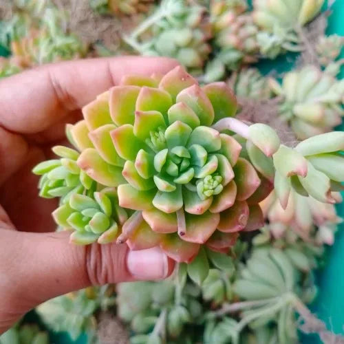 Yellow Green Sedum Succulent