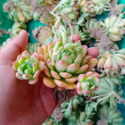Hand holding the Yellow Green Sedum Plant