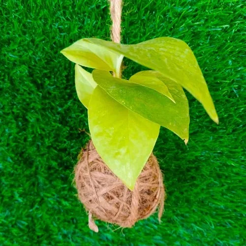 Golden Money Plant Kokedama