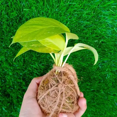 Golden Money Plant Kokedama holding by hand