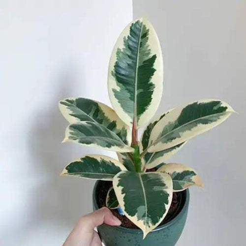 Variegated Rubber Plant Sapling