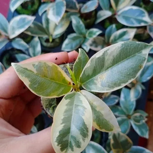 Variegated-rubber-plant held in hand