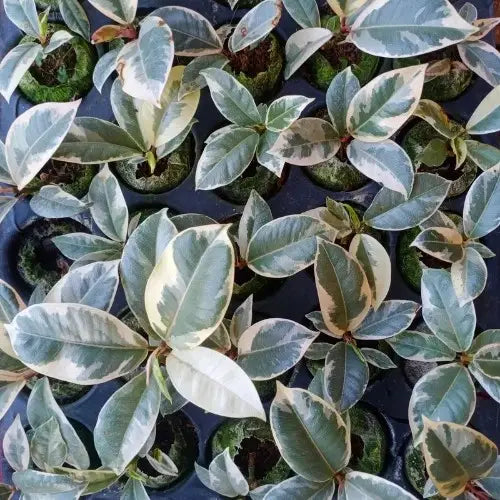 A bunch of Variegated-rubber-plant