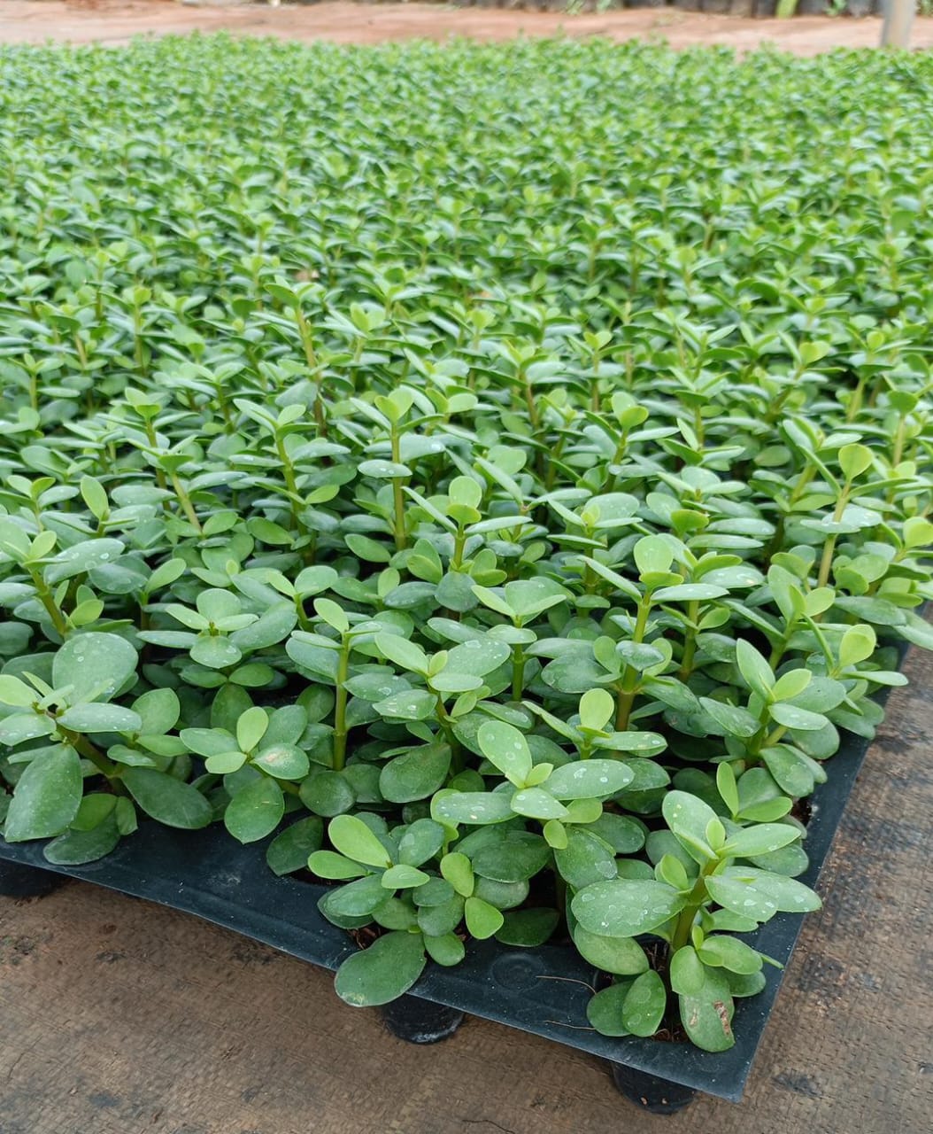 Multiple Jade Plant Saplings