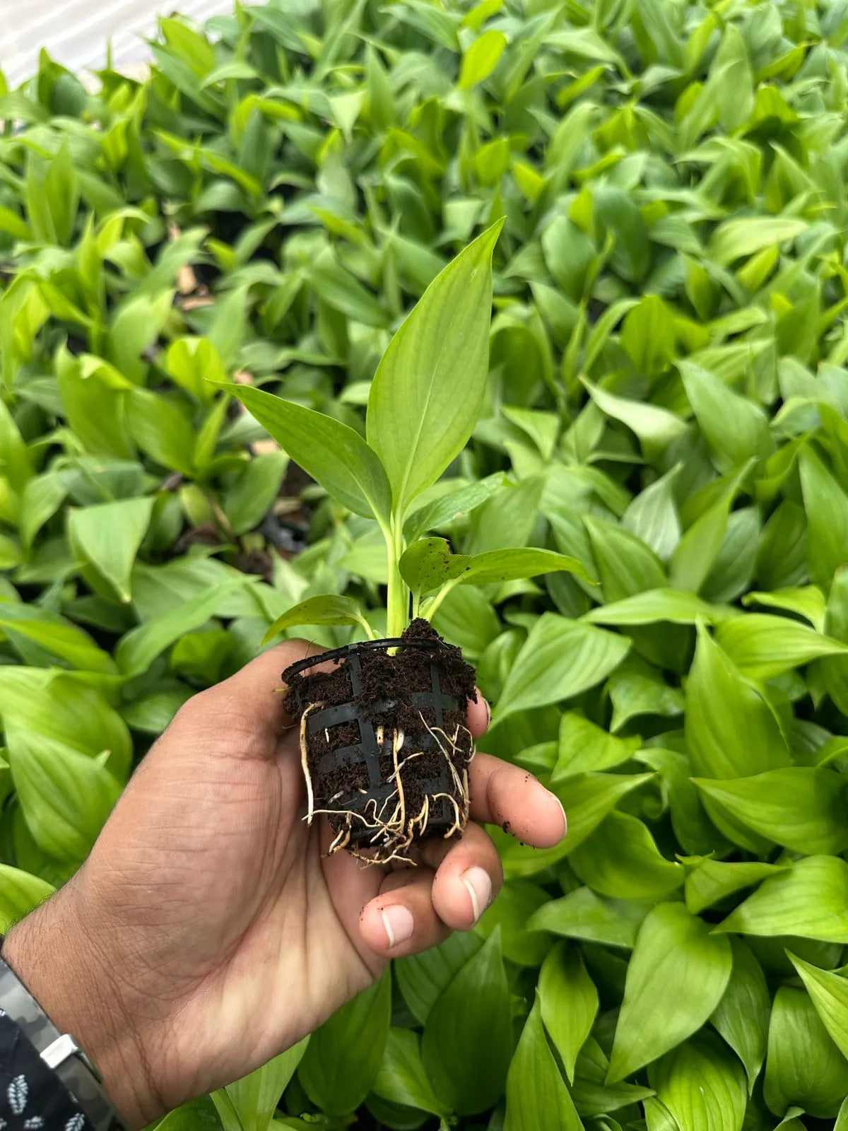 Hand holding the grown Peace Lily Plant