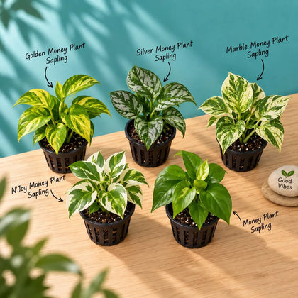 Money Plant Variety Box