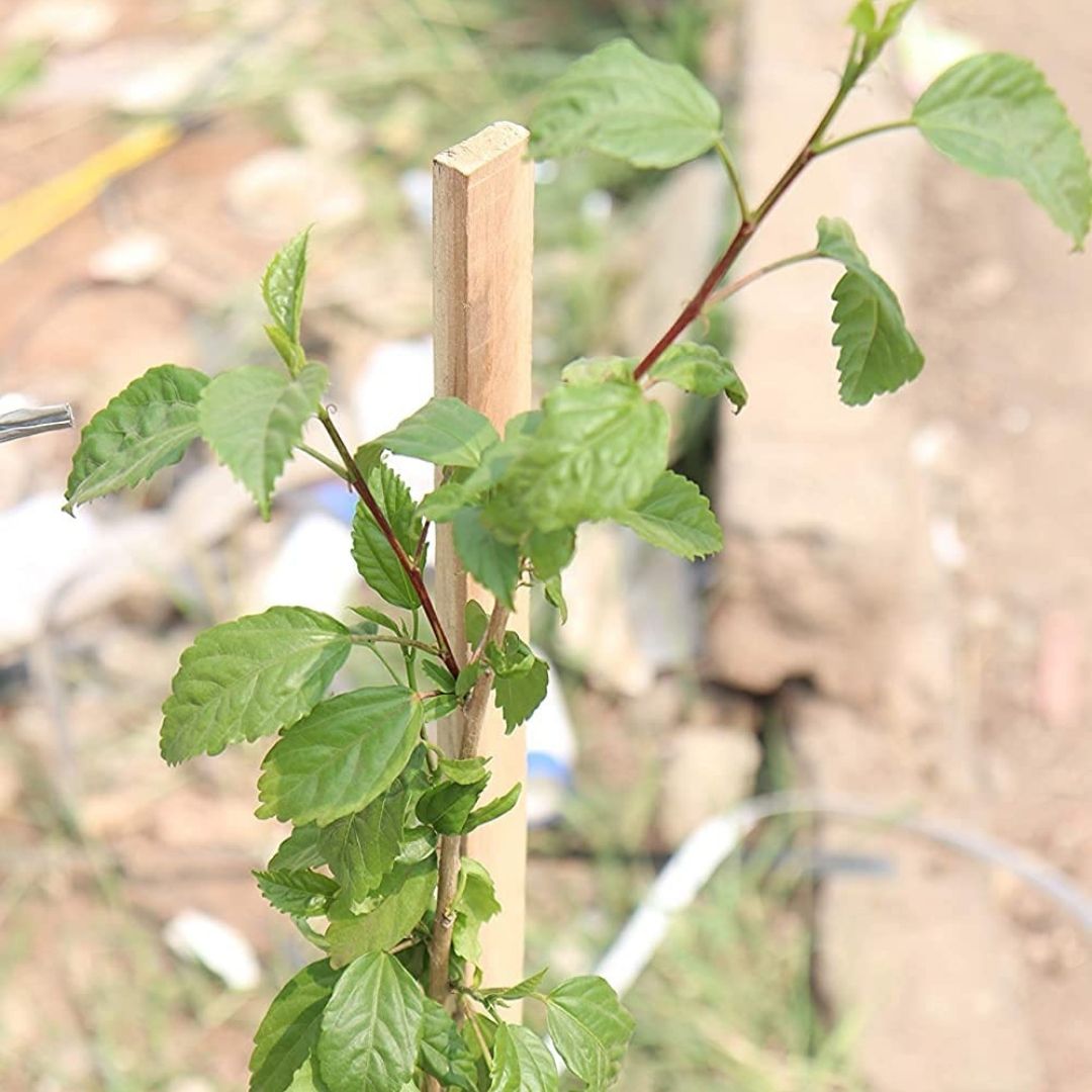 Wooden Support Sticks for Plants