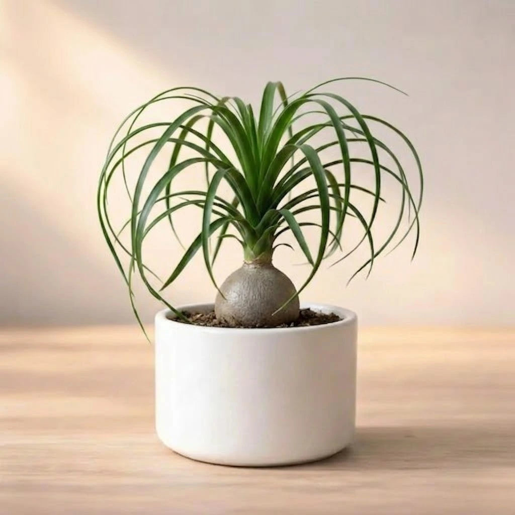 ponytail palm air purifying effects Buy Ponytail Palm Sapling | Only Rs.119/-