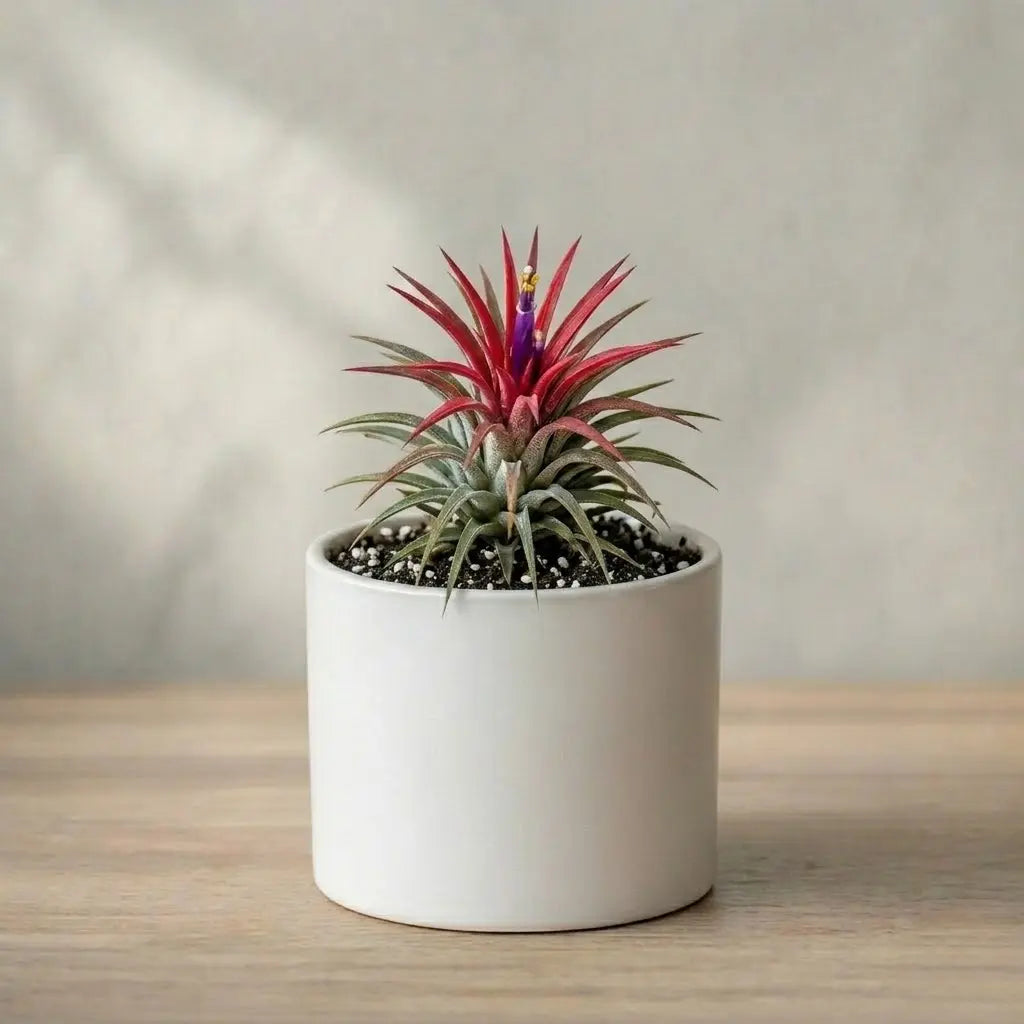 air plants online india Buy Tillandsia Ionantha Air Plant Live (1pc) | Only Rs.129/-