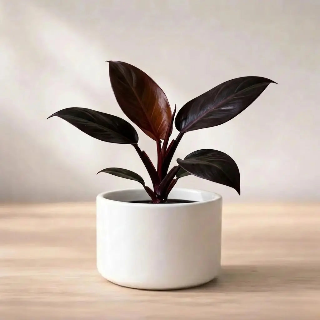 philodendron black cardinal scientific name Buy Philodendron Black Cardinal Plant Sapling (1pc) | Only Rs.79/-