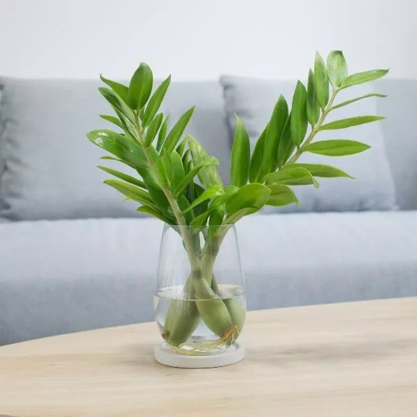 This is an image of ZZ plant sapling kept in a glass with water in it placed on a table with sofa in the background.