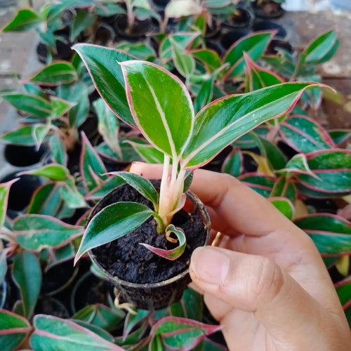 single Aglaonema Lipstick  sapling