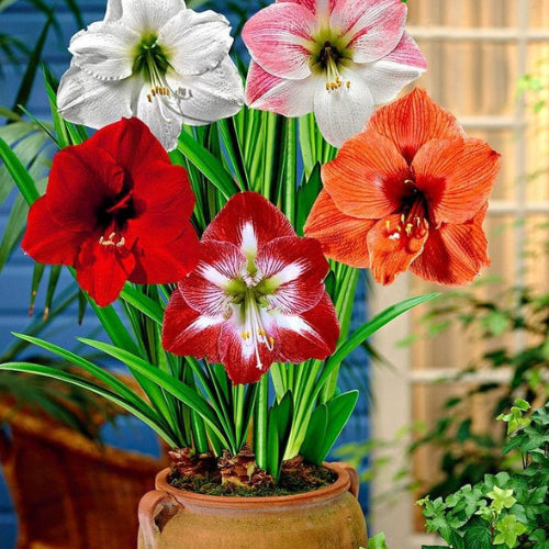 Amaryllis lily Mix many different colour flowers together
