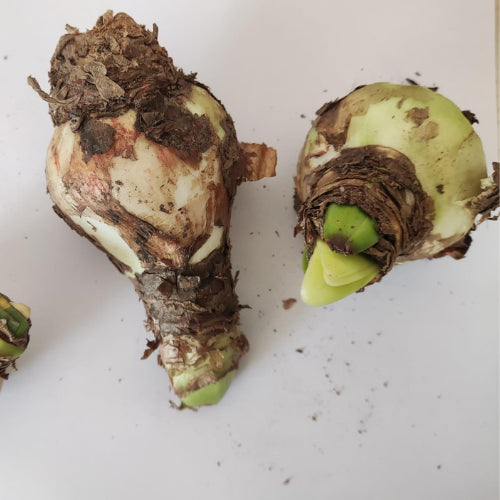 Amaryllis Lily Mix Bulbs two with sprouted plants