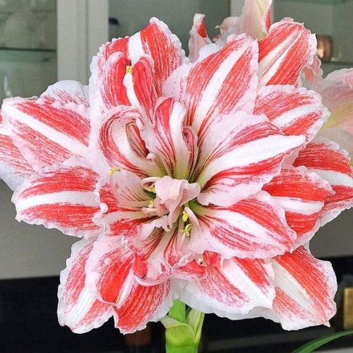 Amaryllis Lily flower bloom
