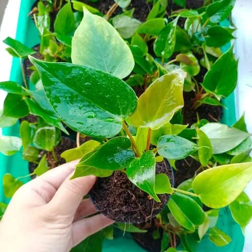 Single Anthurium Red Plant in a pot holding by hand