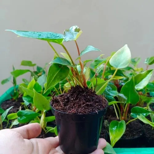 Multiple Anthurium Red Plant in a big pot at front of white wall