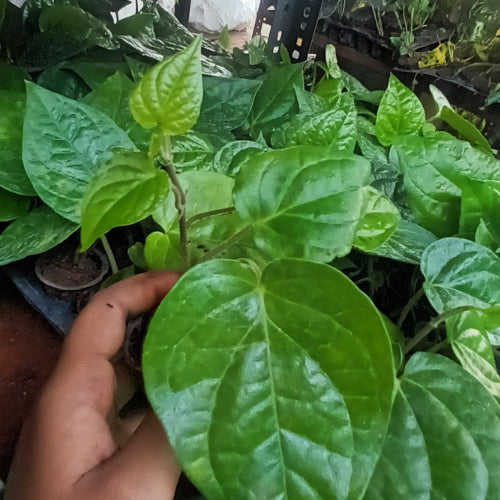 Betel Paan holding by hands