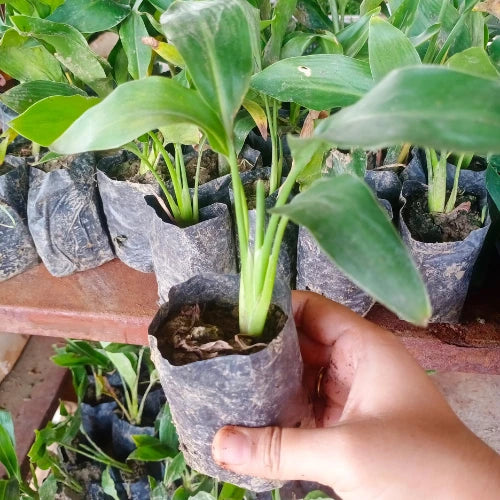 Bird of Paradise Plant Sapling single holding by hand in black grow pot