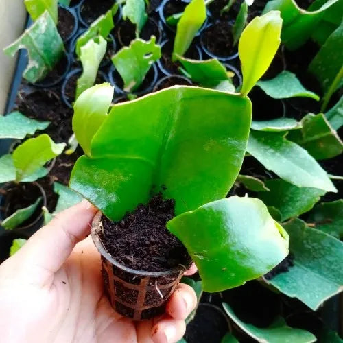 Brahma Kamal Plant  in small pot by  holding hand