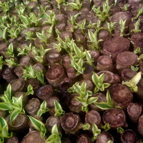 multiple Brazilian Lucky Wood Plant